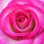 Lynn Anderson Rose Garden YouTube Profile Photo