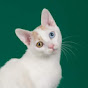 KuramaKatz Japanese Bobtails YouTube Profile Photo