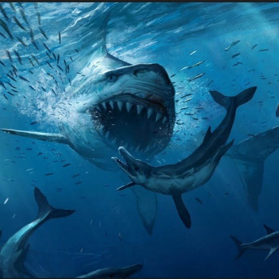 Megalodon. Кархародон МЕГАЛОДОН. Доисторическая акула МЕГАЛОДОН. Древние акулы МЕГАЛОДОН. Предок акулы МЕГАЛОДОН.