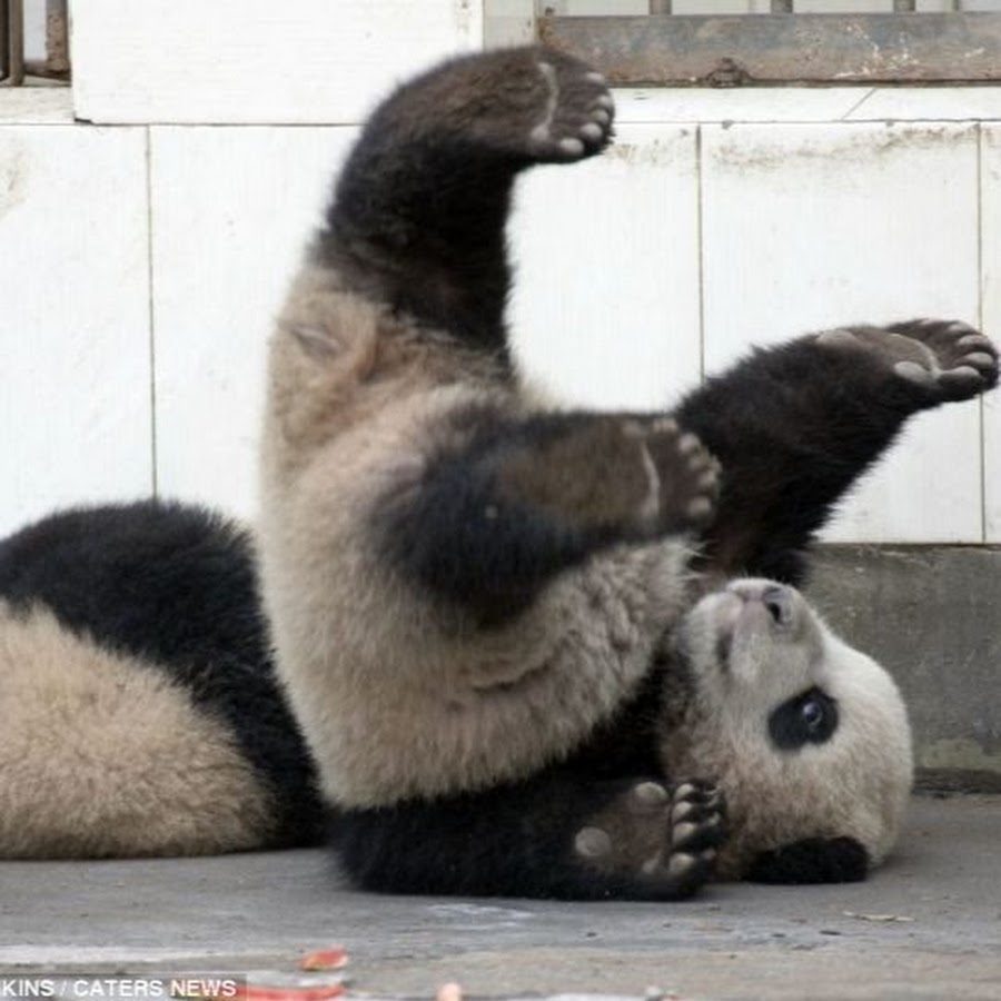 Был неуклюж толстый выше обыкновенного. Неуклюжая Панда. Неуклюжие животные. Медвежонок кувыркается. Панда кувыркается.