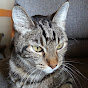 catprotector - @catprotector YouTube Profile Photo