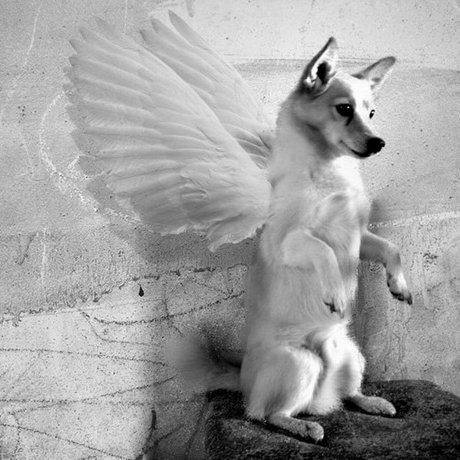 Душа животных. Душа собаки. Собака ангел. Собака на том свете. Собака и ее душа