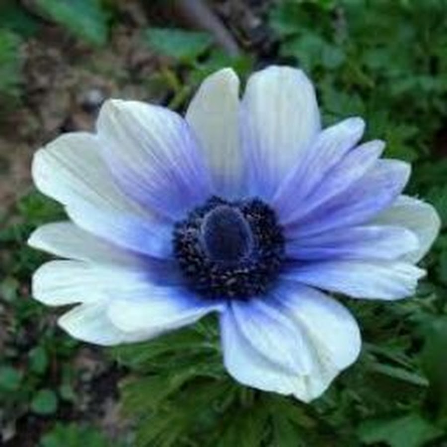 Anemone. Анемона. Анемона (Anemone). Анемона ветреница голубая. Анемон, ветреница (Anemone).