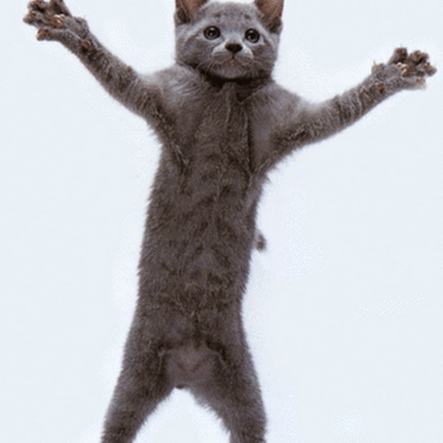 картинки танцующего кота