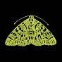 The Moth - @themoth  YouTube Profile Photo