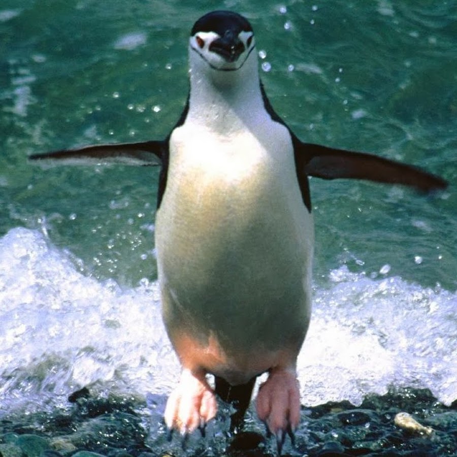 пингвины на севере фото. северный пингвин 5 букв сканворд. патагонский пингвин. птица тупик пуффин. пингвин адели спит фото.