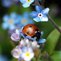 Flowers & Beetles - @flowersbeetles1394 YouTube Profile Photo