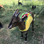 Little Goat - Clover YouTube Profile Photo
