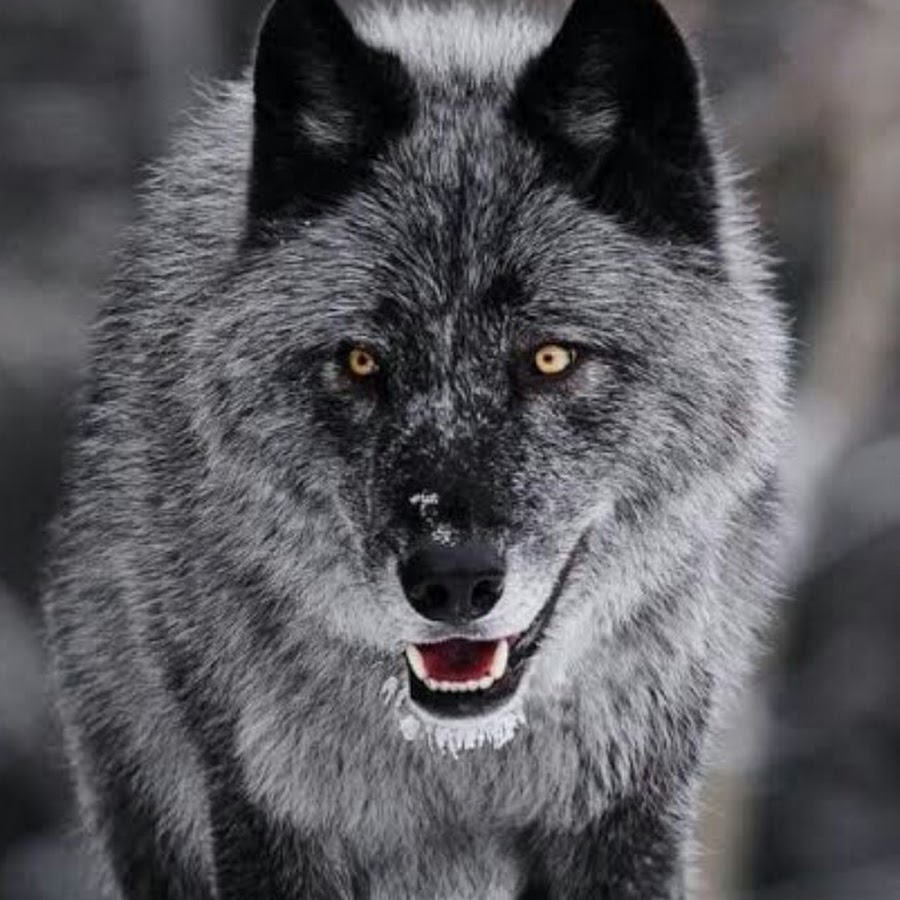 Волк черно белый окрас