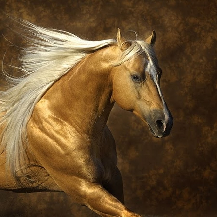 Лошадь с золотой гривой