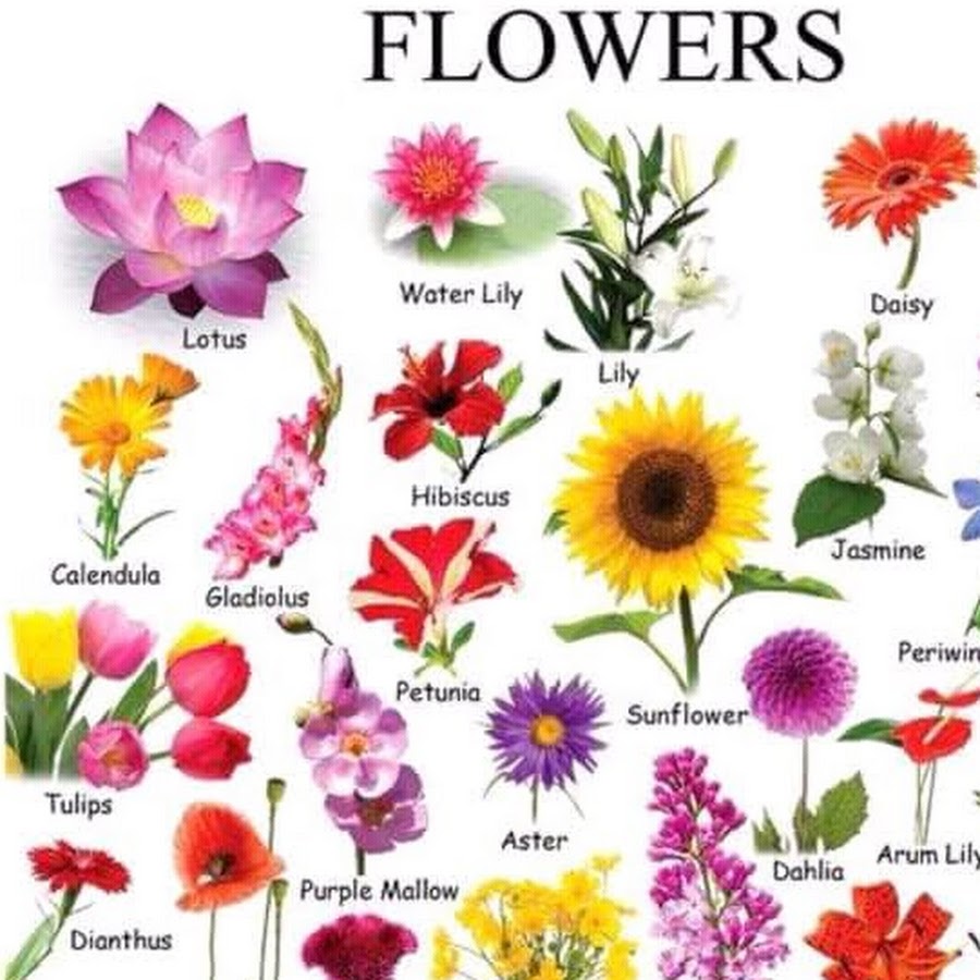 Цветочки по именам. Цветы виды. Цветы виды и названия с картинками. Цветы виды цветов. Цветы перечисление.