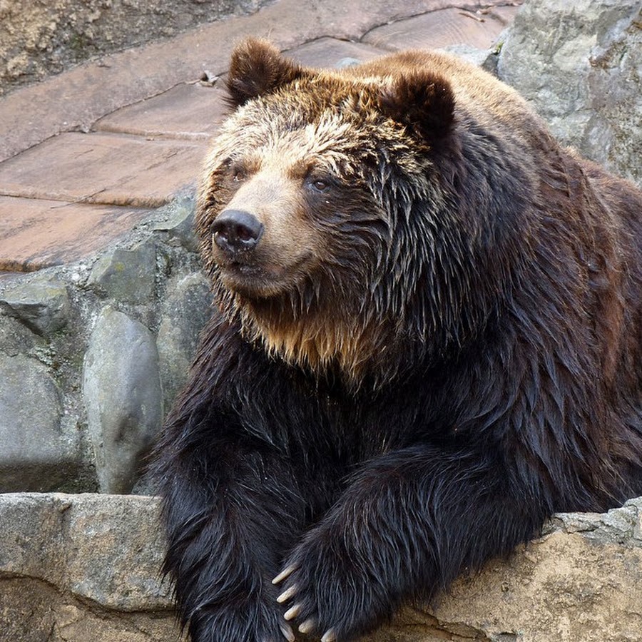 Какие медведи живут. Ursus arctos lasiotus. Средневосточный бурый медведь. Памирский бурый медведь. Медведи Хоккайдо.