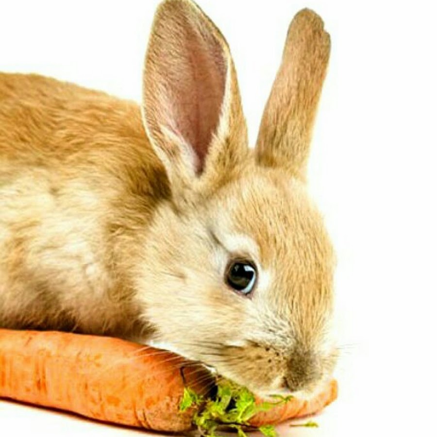 Зайчик морковь. Кролик ест морковку. Заяц ест морковку. Зайчик ест морковку. Кролик с морковкой.