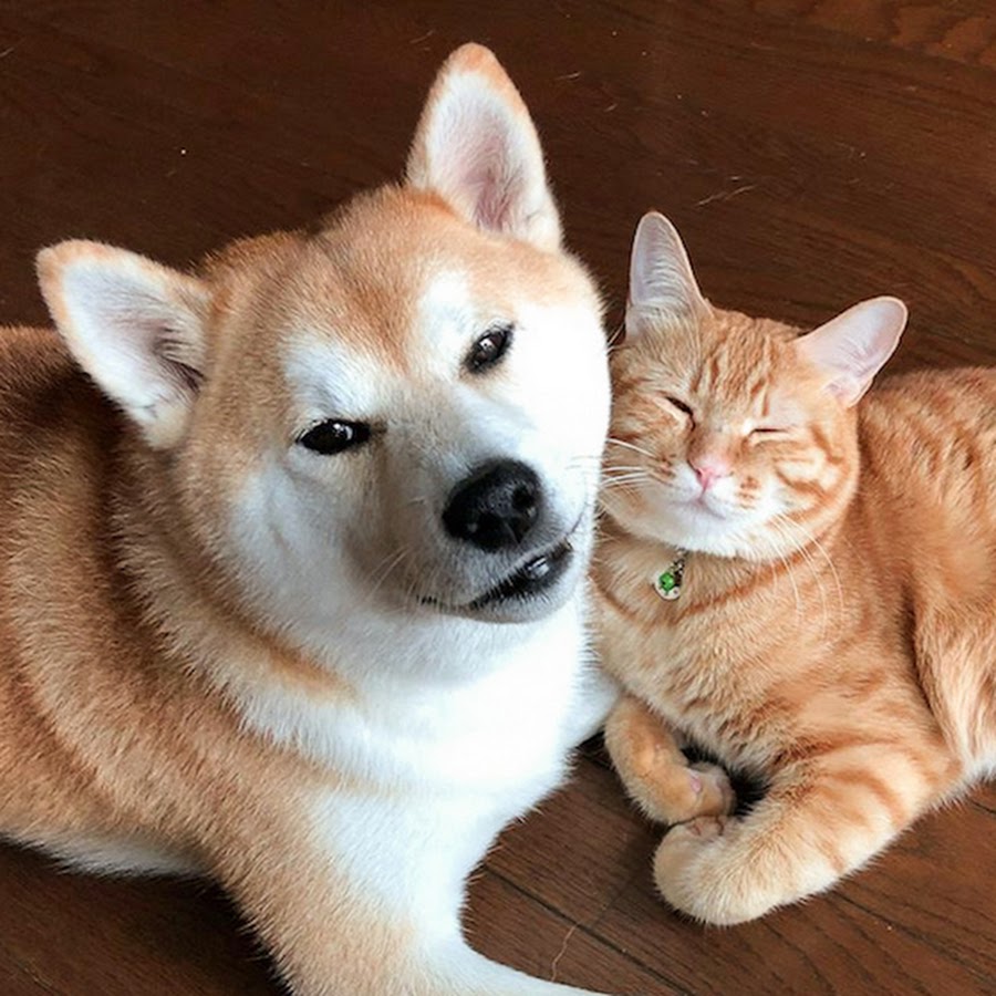 Сиба ину и кошка