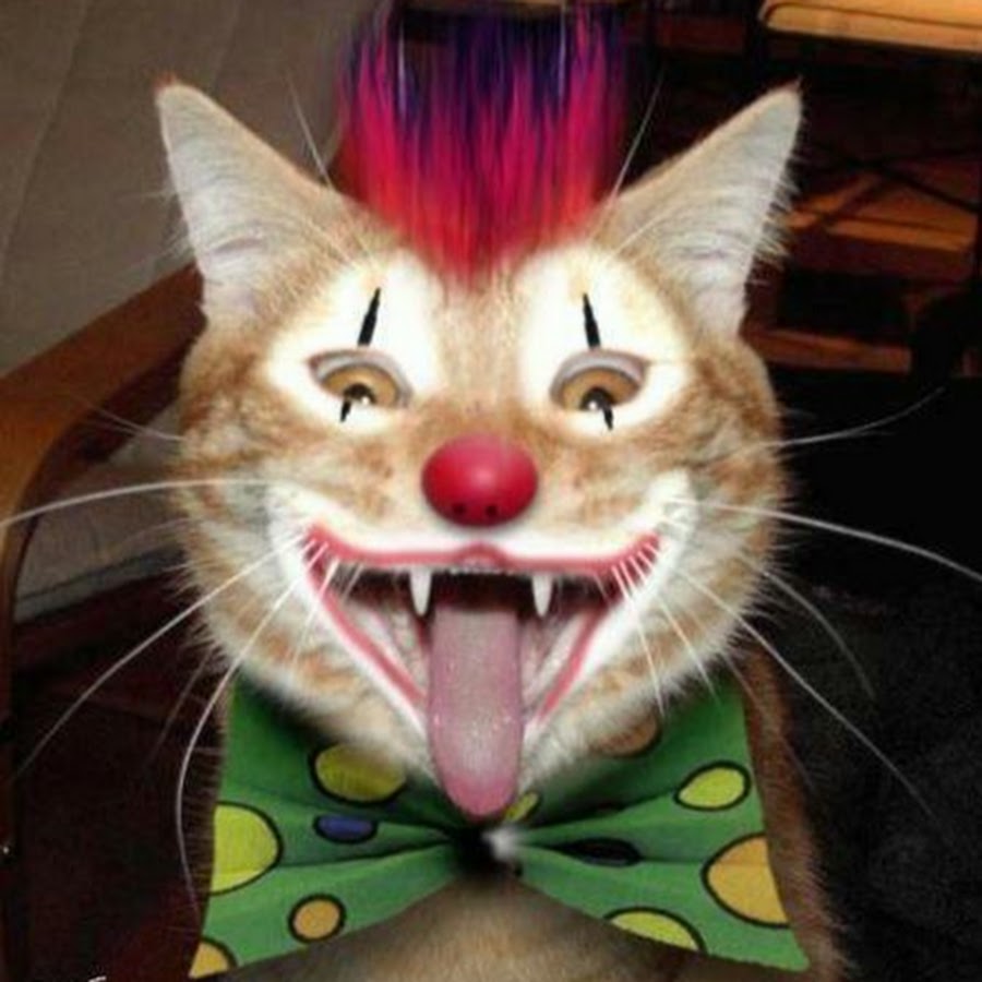 Cat clown. Кот клоун. Кот в костюме клоуна. Смешной котик клоун. Клоун код.