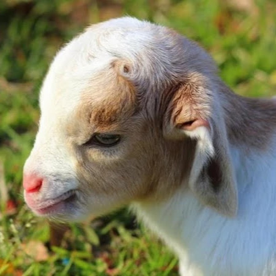 Baby Goat. Tiny Baby Goat. Baby of Goat name. Baby Goat Disney. Ала була