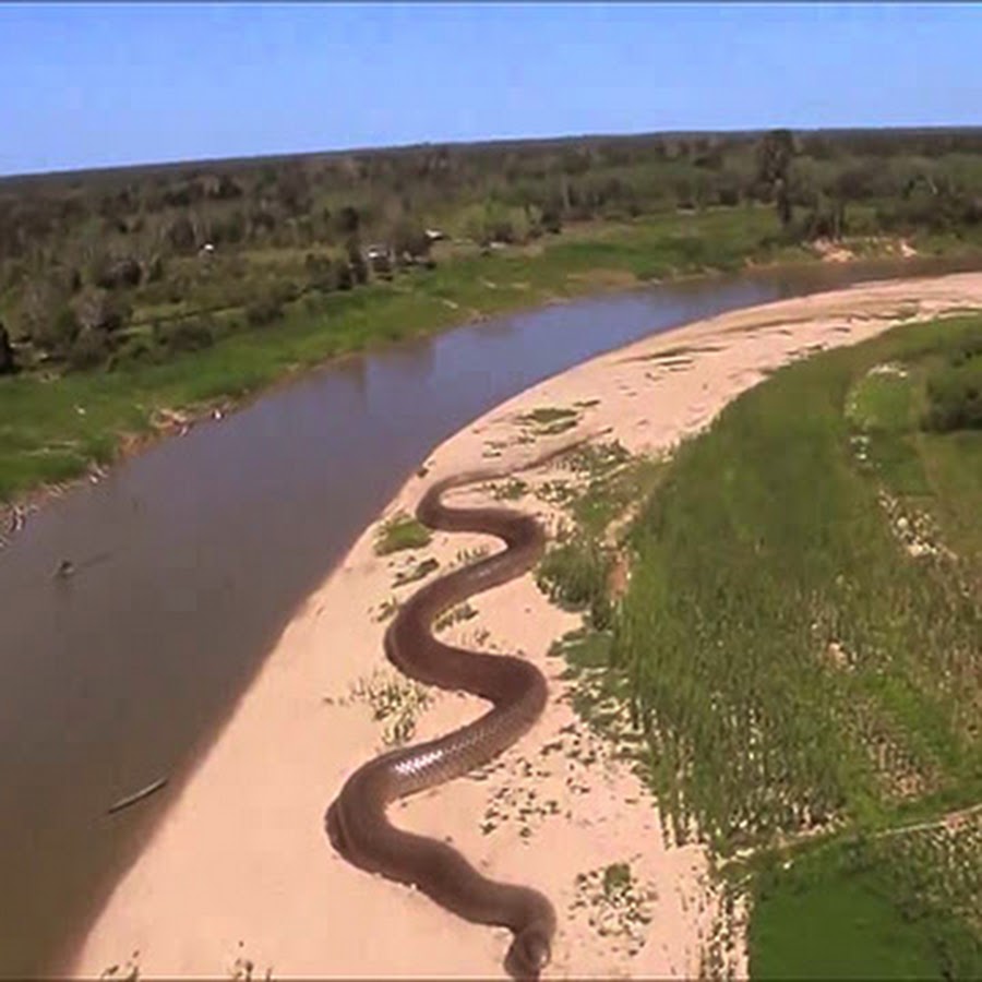 Река амазонка и ее обитатели
