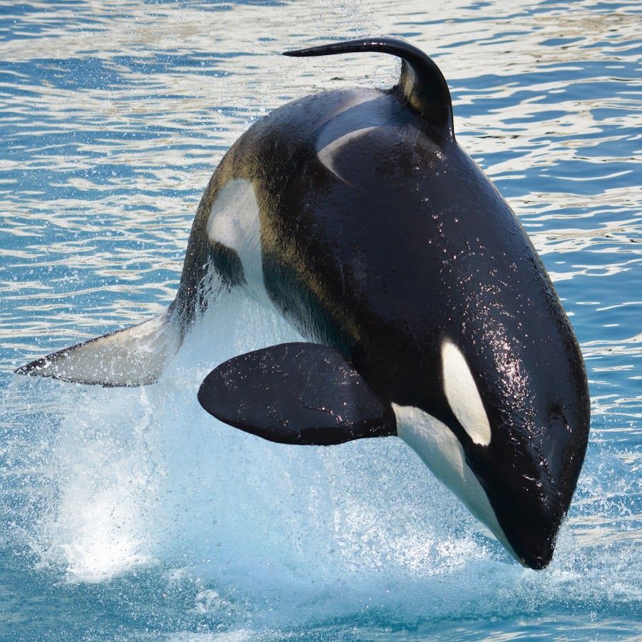 Касатка билеты. Касатка и Дельфин. Касатка это кит или Дельфин. Карликовая косатка Feresa attenuata. Касатка меланист.