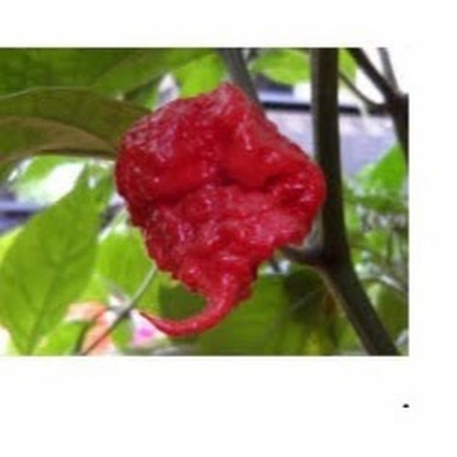 Carolina reaper записи