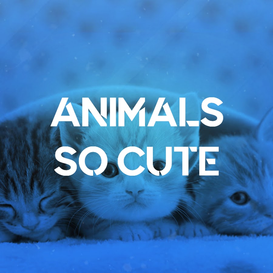 Animals So Cute - YouTube