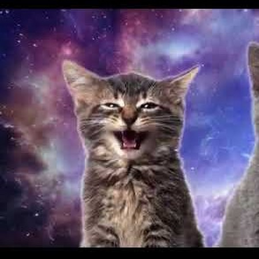 Песни с котами видео. Котенок поет. Коты поют в космосе. Поющие коты. Кошка миау.