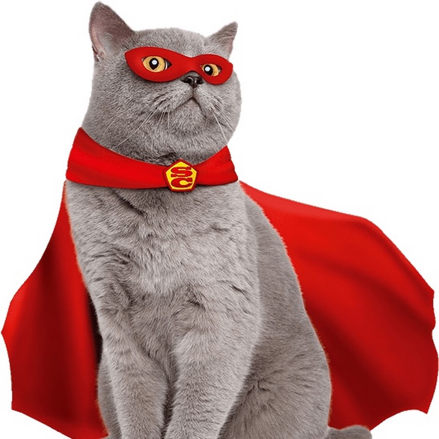 Super cat. Кот герой. Кот Супергерой. Супер кошка. Кошка Супермен.