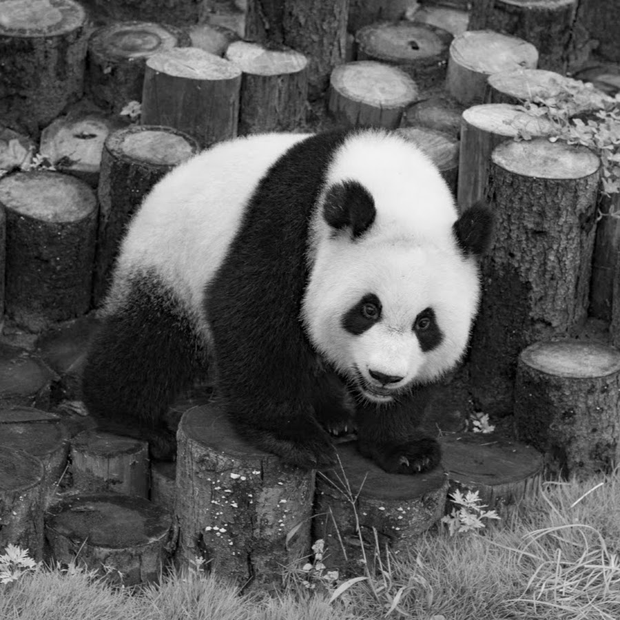 Живая панда цена в россии. Панда Живая. Декоративная Панда Живая. Панда вживую. Живые маленькие панды.