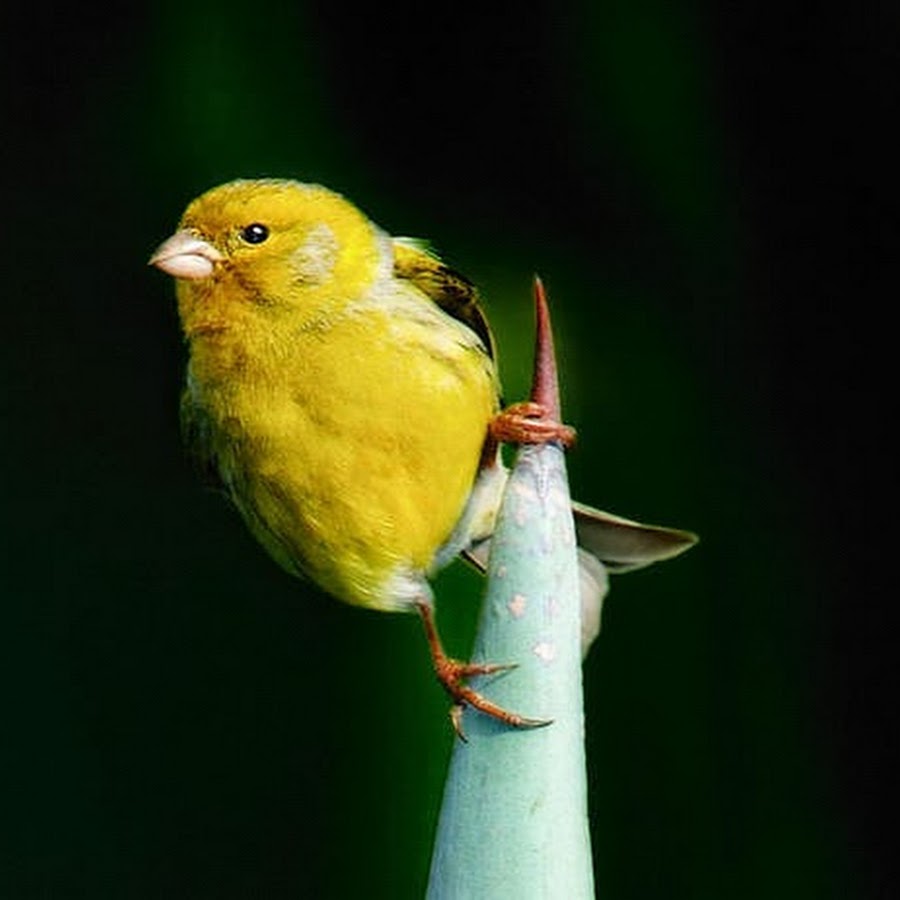 Canary. Canary Primary. Canary twitter.