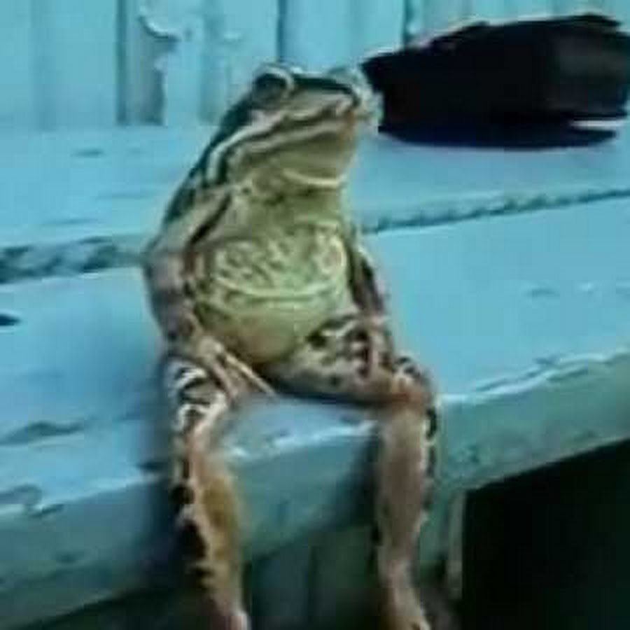 Огромная жаба сидит на руке