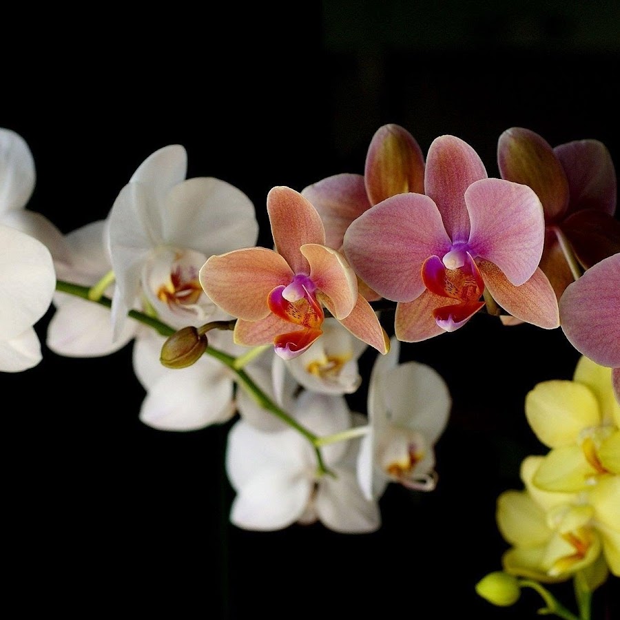 красивые орхидеи фото на телефон