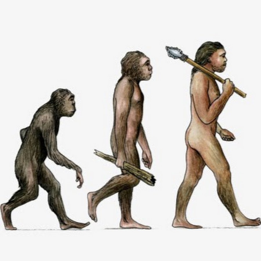 Человек произошел от обезьяны. Происхождение человека от обезьяны. Эволюция. Дарвин происхождение человека от обезьяны.