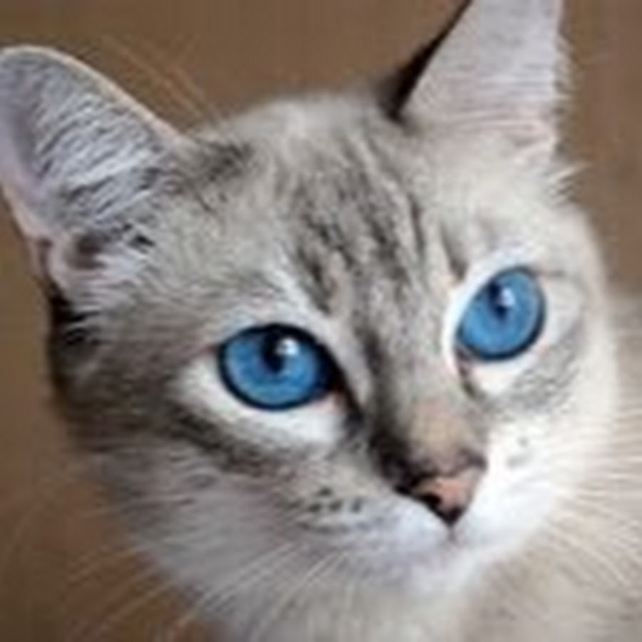Про голубоглазую. Порода Охос азулес. Порода кошек Охос азулес. Алтайская голубоглазка Охос азулес. Охос азулес вислоухая.