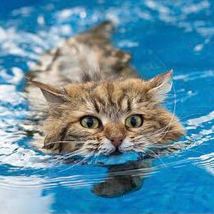 Swimming cats. Турецкий Ван плавает. Турецкий Ван в воде фото.