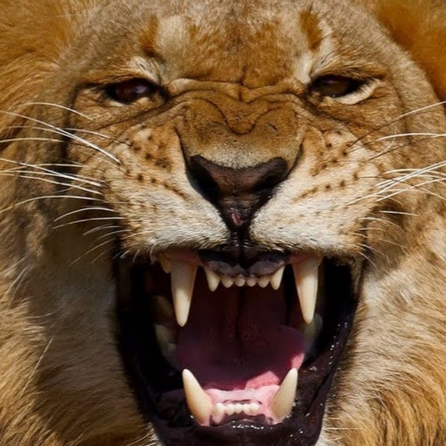 Звуки рычание слушать. Пасть Льва. Лев с открытой пастью. Лев рычит. Зубы Льва.
