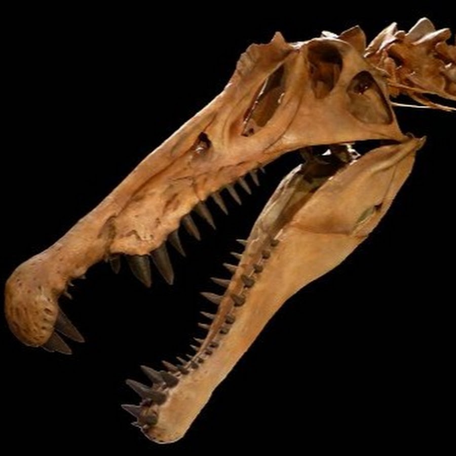 Зуб динозавра. Спинозавр челюсть. Spinosaurus aegyptiacus Skull. Спинозавр зубы. Спинозавр череп.