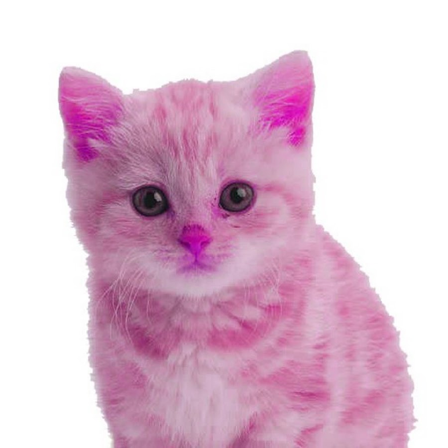 Кошка розовая глаза. Розовый котенок. Розовая кошка. Кошечки на розовом фоне. Кошка с розовыми глазами.