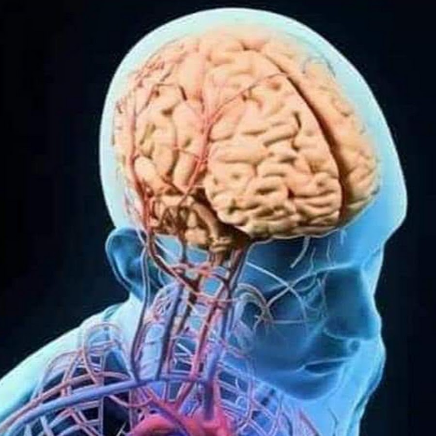 Три черепных нерва. Нервная система черепно мозговые нервы. Черепно мозговые нервы 3д. Головной мозг Черепные нервы 3д.