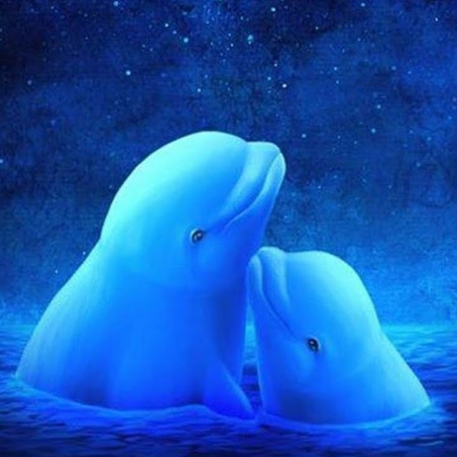 Дельфин любовь ремикс. Дельфин любовь. Любовь дельфинов пара. Спокойной ночи дельфины. Любовь дельфинов друг к другу.
