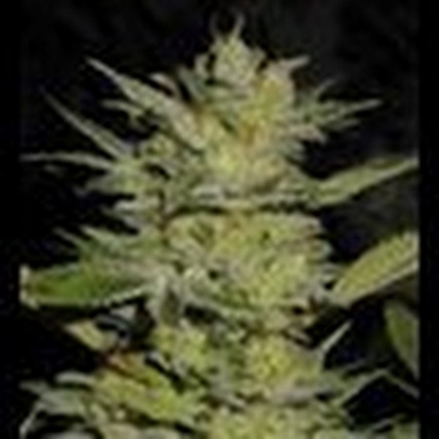 Сорт можно. VIP Seeds Timanfaya auto fem. Вип сорт. Канабис регуляр 3 месяца. Viagra VIP Seeds сорт.