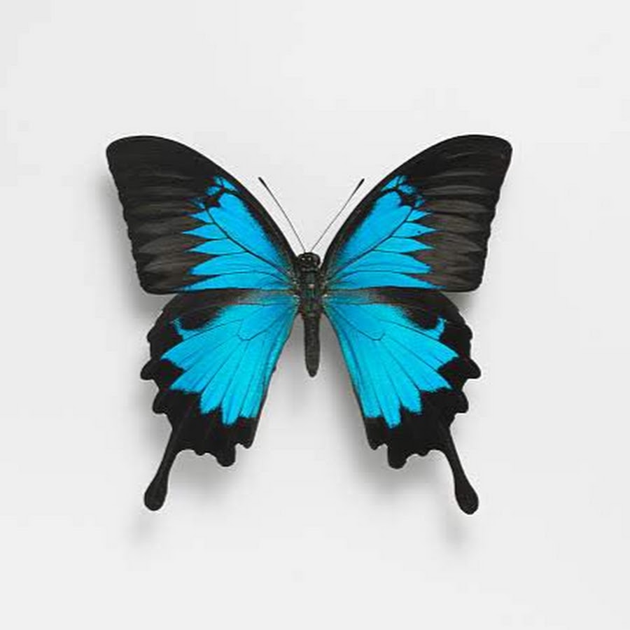 Разные крылья бабочек