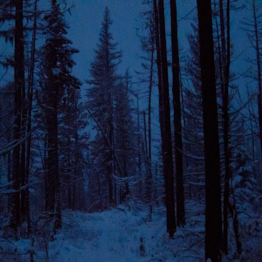 Лес ночью зимой. Мрачный зимний лес. Темный зимний лес. Мрачный лес зимой. Мрачный еловый лес.