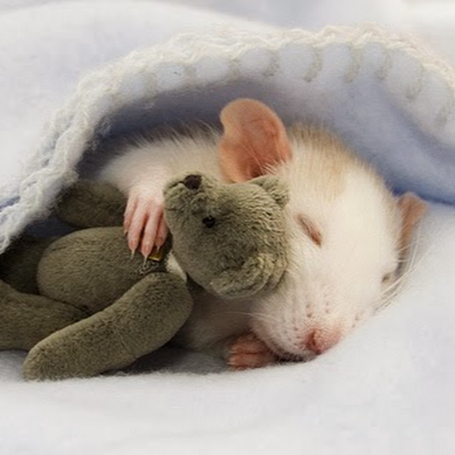 К чему снятся мыши маленькие живые во сне женщине. К чему снится белая мышь во сне