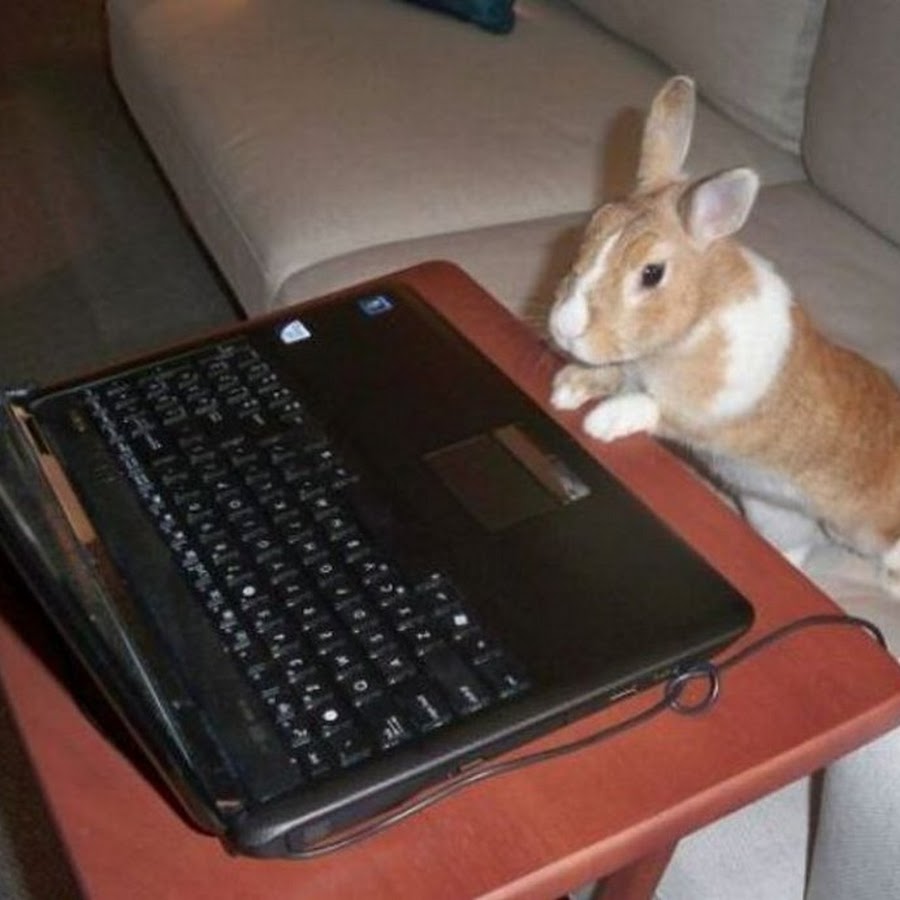 Office krolik. Заяц за компьютером. Кролик с компьютером. Кролик за ПК. Кролик перед компьютером.