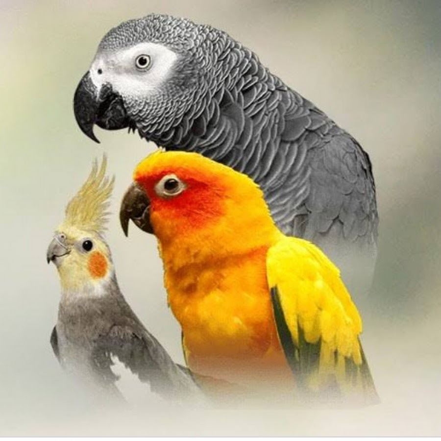 Parrots are the pets. Пет рай попугай. Как отучить попугая кусаться. Iwaya parrrot.