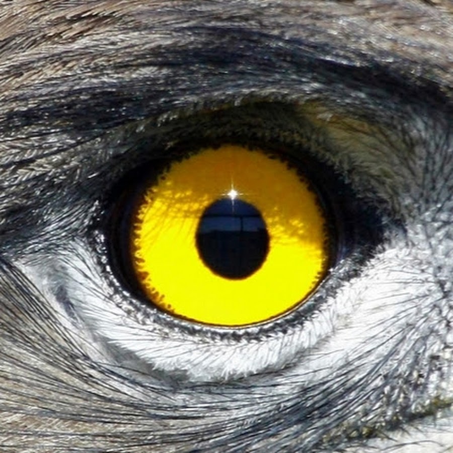 Цвет глаз птиц. Глаза хищных птиц. Глаз орла. Глаз Сокола. Глаза животных.