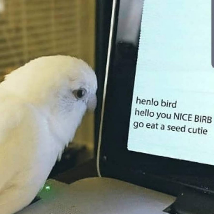 Henlo stinky birb