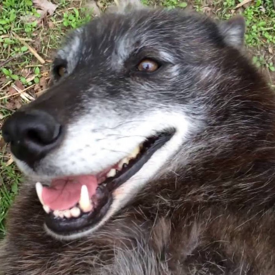 Как выглядит happy wolf в реальной жизни Lee - YouTube