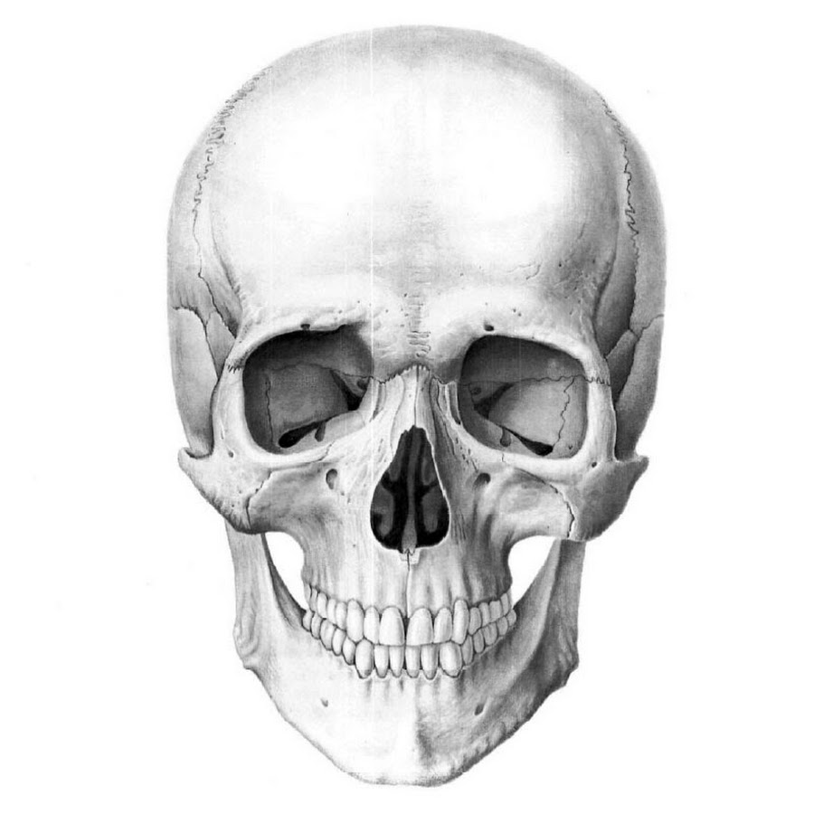 Bone head. Череп Cranium вид спереди. Скелет головы.