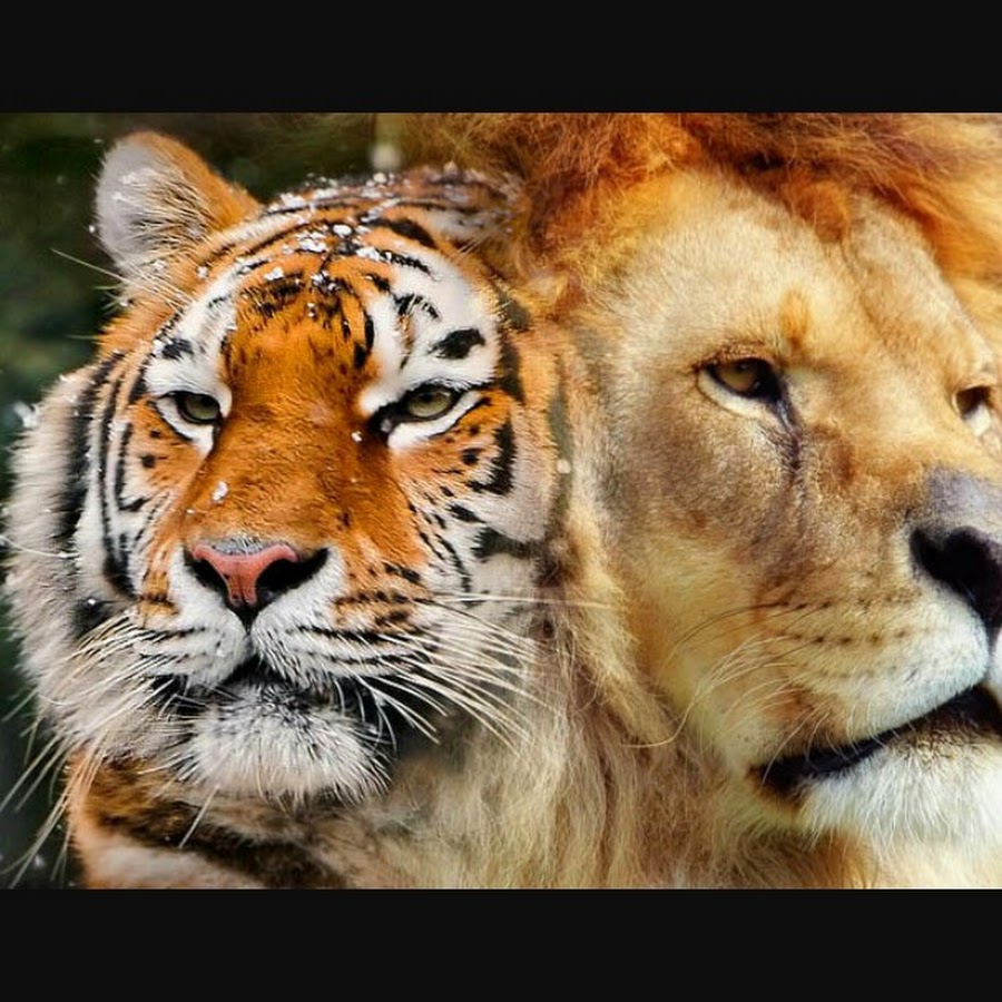 Левый тигр