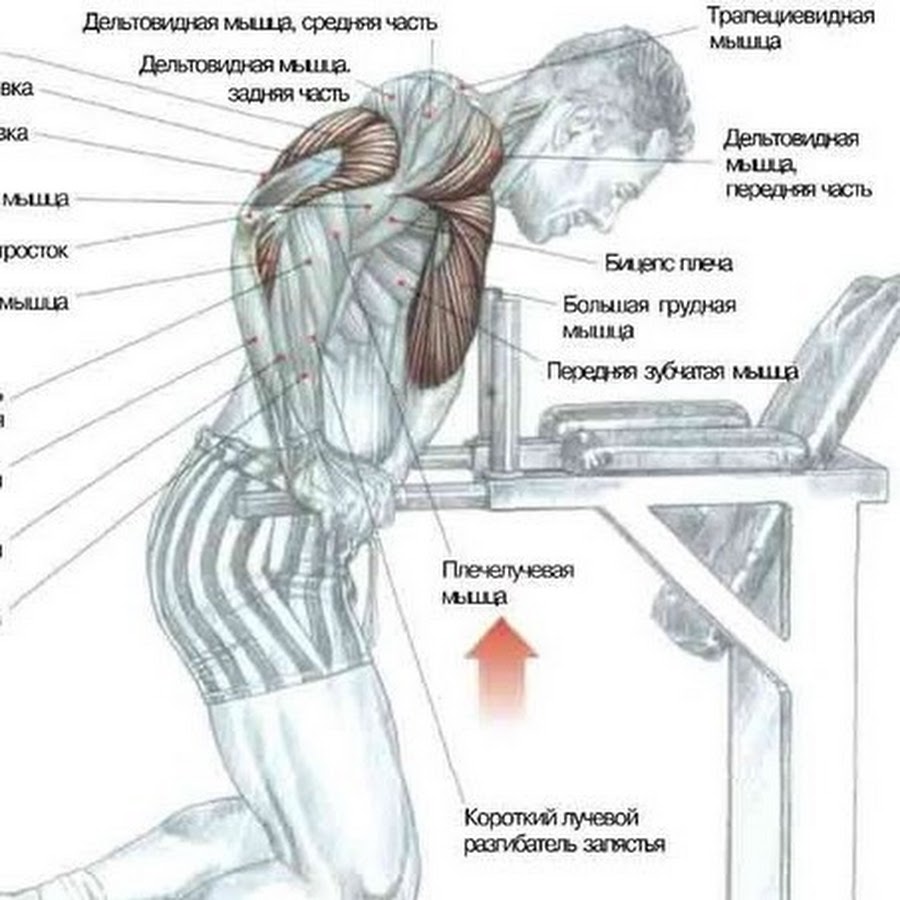 План отжиманий на брусьях